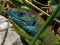 Photographie de la tête d’un lézard vert.