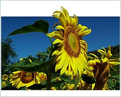 The sunflower, a common heliotropic plant which perceives and reacts to sunlight by slow turning movement Sonnenblume-hjf.jpg
