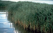 Spartina alterniflora