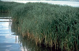 Spartina alterniflora