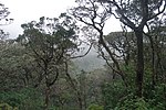 Тропический дождевой лес на склонах