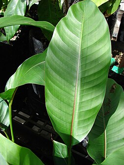 Heliconia stricta （ドワーフジャマイカン） の葉