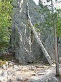 Alter toter Baum am Seeufer