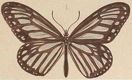 Ideopsis hewitsonii