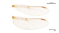 Male wings