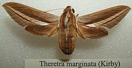 Theretra margarita