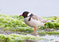 Hooded Plover