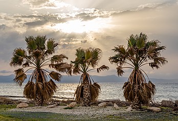 Três palmeiras durante o pôr do sol em Santa Marina Chrysochous, uma comunidade no distrito de Pafos, Chipre. A vila foi nomeada em homenagem a Santa Marina. Segundo a tradição, antigamente uma praga se espalhou pela região. Os moradores consideraram que o desaparecimento da doença se deveu a Santa Marina. A comunidade é conhecida como Santa Marina Chrysochous, para se diferenciar das outras comunidades de Chipre com o mesmo nome. A localização original da comunidade era perto da floresta da região, perto da antiga igreja de Santa Marina. Ao final da ocupação britânica, os ingleses decidiram deslocar a comunidade para proteger a floresta e os animais. Eles criaram novos terrenos fora da área florestal, que venderam a baixo preço para os seus moradores. Assim foi criado o assentamento da comunidade em sua localização atual. (definição 4 631 × 3 150)