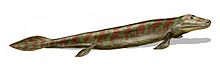 Tiktaalik, a fish with limb-like fins and a predecessor of tetrapods. Reconstruction from fossils about 375 million years old. Tiktaalik BW.jpg