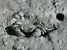Crabs, such as the tunnelling mud crab Helice crassa of New Zealand shown here, fill a special niche in salt marsh ecosystems. Tunnelling mud crab.jpg