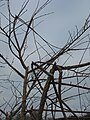 Storm damage, UK