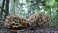 Umbrella Polypore.jpg