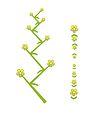 Bunga kipas (rhipidium): tampak sisi dan atas