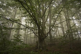 Карпатський біосферний заповідник