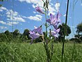 Planten i sitt habitat på en eng