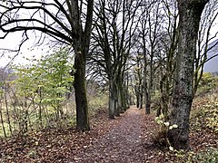 Linden-Allee entlang der Rieselfelder u. Rotzkottemer Bach (links)