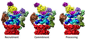 Three distinct conformational states of the 26S proteasome. The conformations are hypothesized to be responsible for recruitment of the substrate, its irreversible commitment, and finally processing and translocation into the core particle, where degradation occurs. 3 conformational states of 26S proteasome.jpg