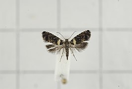 Glyphipterix gemmula