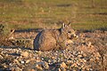 A southern hairy-nosed wombat.