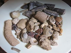 Quelques fossiles maritimes (gryphée, ammonite, bélemnite, entroque...) de l'Abbaye de Genne Mont-Sainte Marie voisine