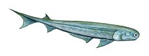 Spiny sharks (extinct) were the earliest known jawed fish. They resembled sharks and were ancestral to them. Acanthodes BW.jpg