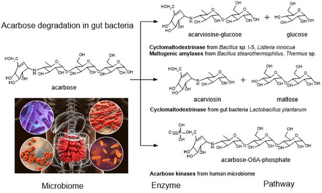 secretion of gut bacterial enzymes inhibit acarbose.