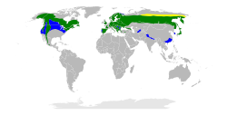 Bản đồ phân bố vàng: nơi sinh sản xanh lá cây: quanh năm xanh da trời: trú đông.