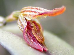 Acianthera macuconensis 08. jpg