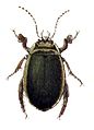 Acilius.sulcatus.male.-.calwer. 
 07.03. jpg