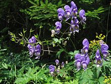 Aconitum degenii.jpg