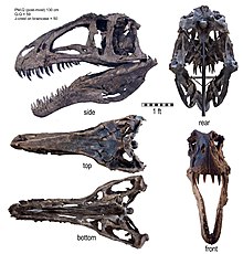 Différentes vues du crâne gris d'un acrocanthosaure sur fond blanc.
