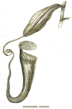 Nepenthes eongso