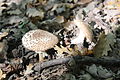 amanita rubescens varietà alba