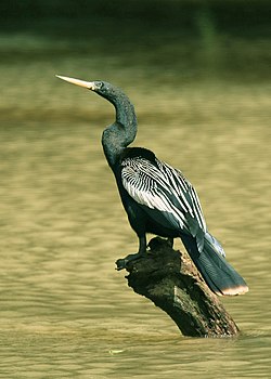 Ameríku-skutli (Anhinga anhinga)