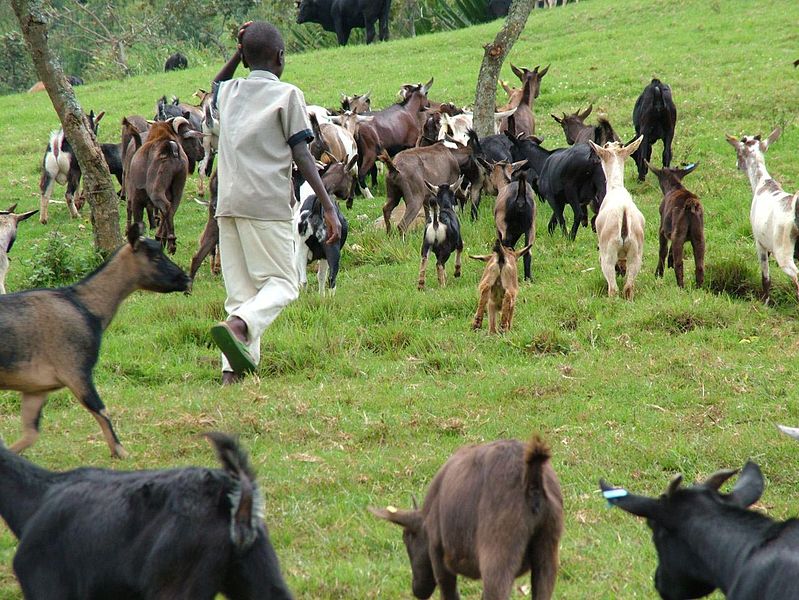 File:Animal husbandry in Congo.jpg