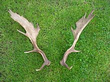 A pair of European fallow deer antlers Antlers fallow deer.jpg