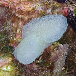 Pseudodistoma obscurum