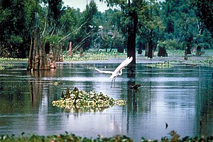 A scene in the Atchafalaya Basin in Louisiana,...