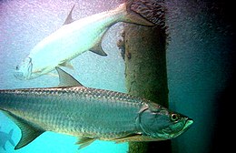 Atlanti tarpon (Megalops atlanticus)