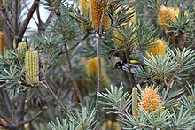 Branches and long, thin leaves, with occasional cylindrical yellow and orange clusters of small flowers