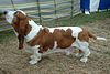 Basset Hound 600.jpg