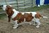 Basset Hound 600.jpg