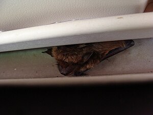 Little brown bat (Myotis lucifugus) i...