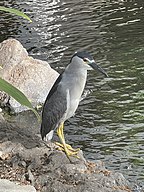 Black-Crowned Night Heron(Nycticorax nycticorax) in Oahu, Hawaii