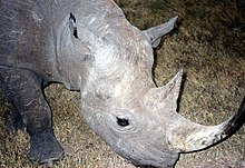 Black Rhinoceros in Sweetwater Nat Park Kenya.jpg