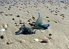 A Portuguese man o' war, commonly known as a blue bottle in Australia, on the beach