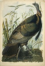 John J. Audubon, Wild Turkey, lithograph, ~ 1861