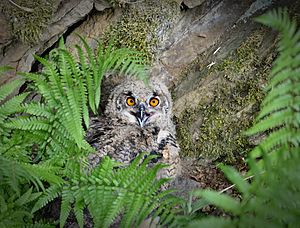 19. Platz: Protector 66 Neu! mit Uhuküken (Bubo bubo) in der Nistmulde an der Steilkante eines ehemaligen Steinbruchs im Landschaftsschutzgebiet „Wiehengebirge und Vorland“ (LSG 3718-011); Stadtgebiet Minden, Kreis Minden-Lübbecke, Nordrhein-Westfalen