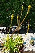 Bulbine latifolia