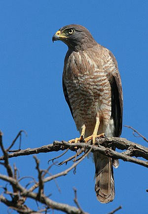 Grandbeka buteo, en Goiás, Brazilo